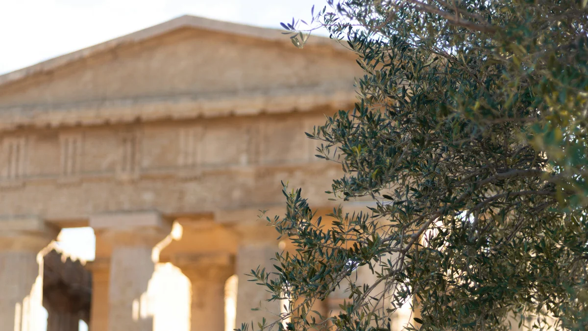 Close-up of olive tree branches in focus with the blurry columns of an ancient Greek temple in the background under warm sunlight.